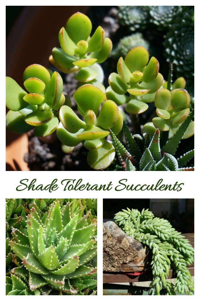 There are a few Shade Tolerant Succulents, although most do like some sun