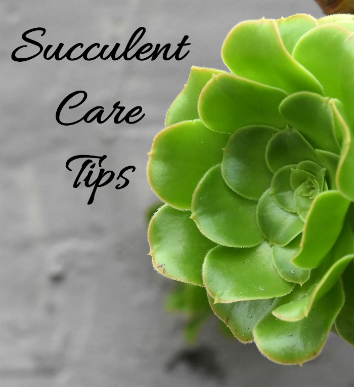 Succulent Care Tips