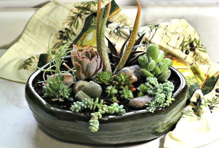 Succulent arrangement.