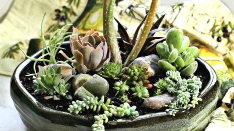 Succulent Arrangement – DIY Dish Garden – How to Arrange Succulents