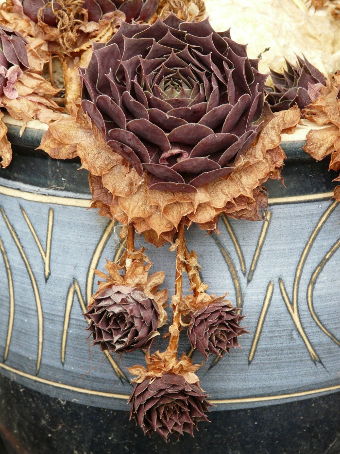 Semperv;ivim is one type of succulent that is cold hardy