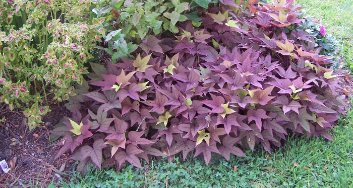 sweet potato vine and coleus