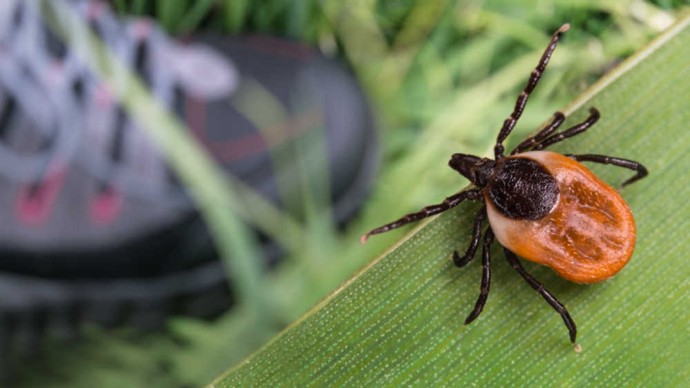Closeup of a tick in a garden.