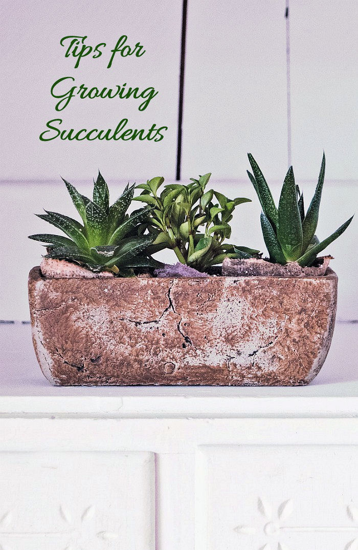 These tips for growing succulents will give you lots of information to get the most out of your succulent plants