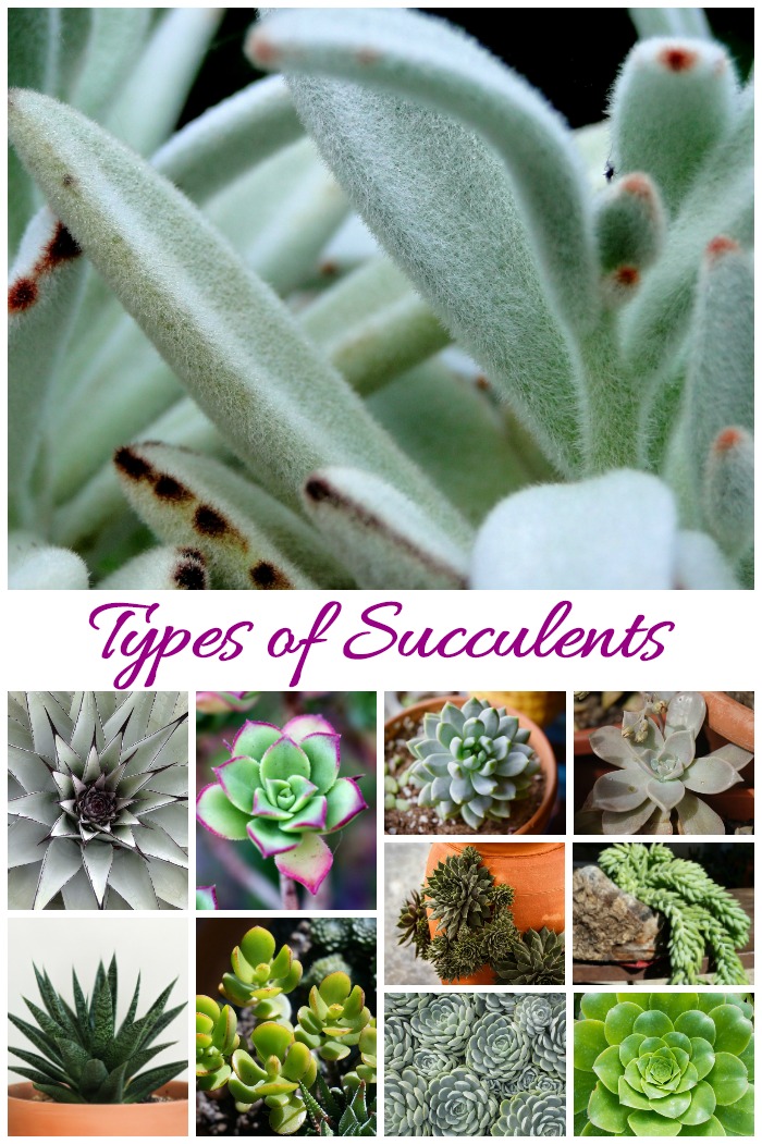 there are many Types of succulent plants and identifying them can be difficult since they look similar