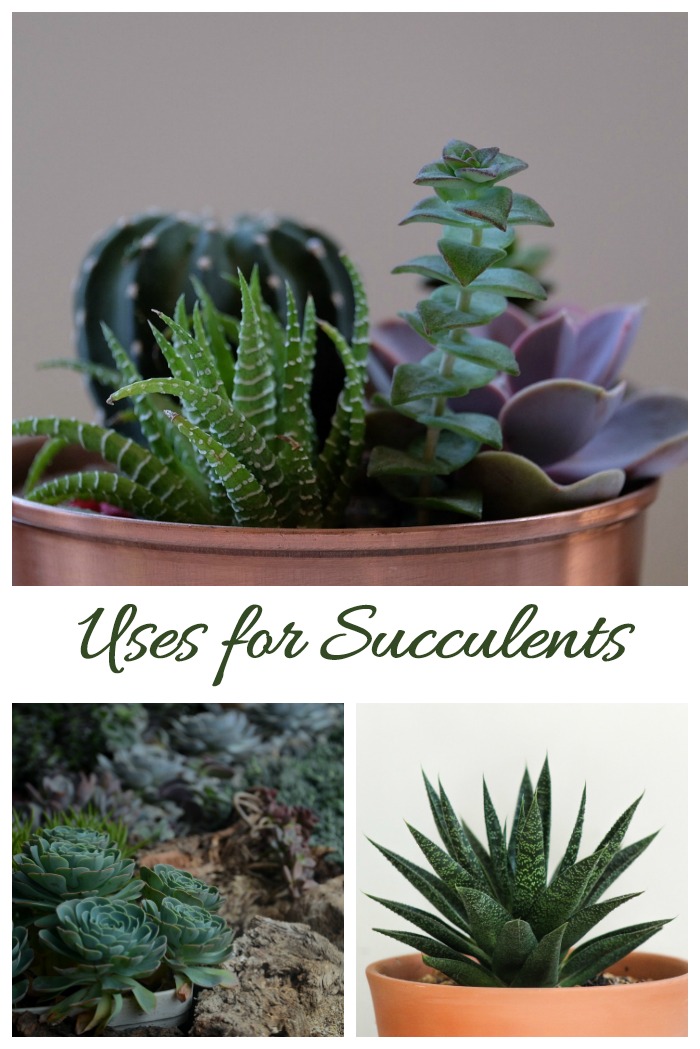 Whether you plant succulents alone, in dish gardens or in rock gardens, these drought smart plants are a delight in the garden and home.