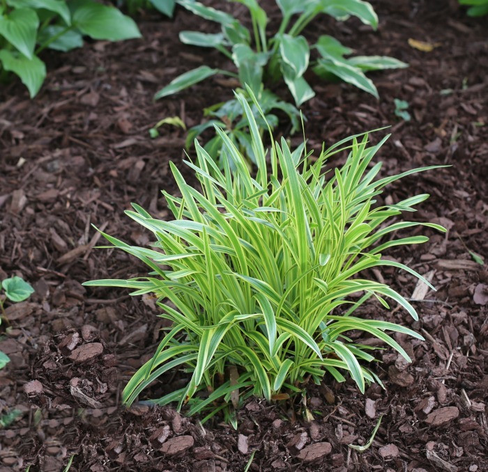 Variegated liriope loves the shade