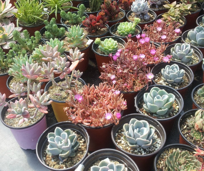 varieties of succulents
