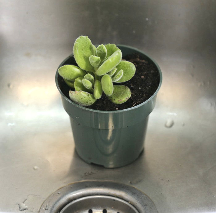 Water bear's paw succulent in a sink