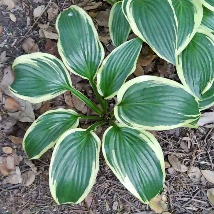 Hosta Yellow Splash Rim – Plant this Rapid Grower in Shade Gardens