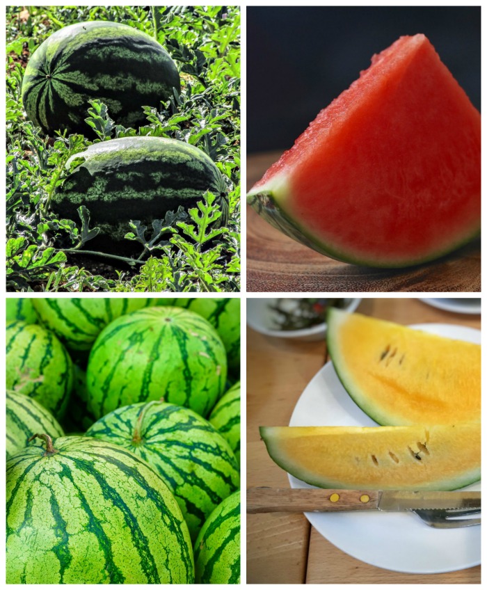 4 Main types of watermelons