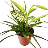 Dracaena 'Combo' - Live House Plant - FREE Care Guide - 4" Pot - HARD TO KILL