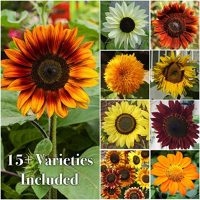 Seed Needs Bulk Package of 1,000+ Seeds, Sunflower Crazy Mixture 15+ Varieties (Helianthus annuus) Non-GMO Seeds
