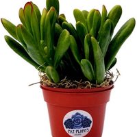 Fat Plants San Diego Succulent Plant(s) Fully Rooted in 4 inch Planter Pots with Soil - Real Live Potted Succulents/Unique Indoor Cactus Decor (1, Crassula Ovata Hobbit)