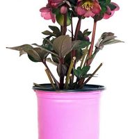 Pink Ribbon Plants - Helleborus 'Penny's Pink' (Lenten Rose) Perennial, pink flowers, 8`` - Size Container