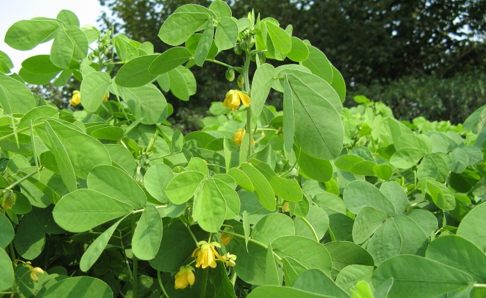 Cassia obstusifolia sicklepod