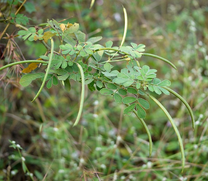 Senna Obtusifolia