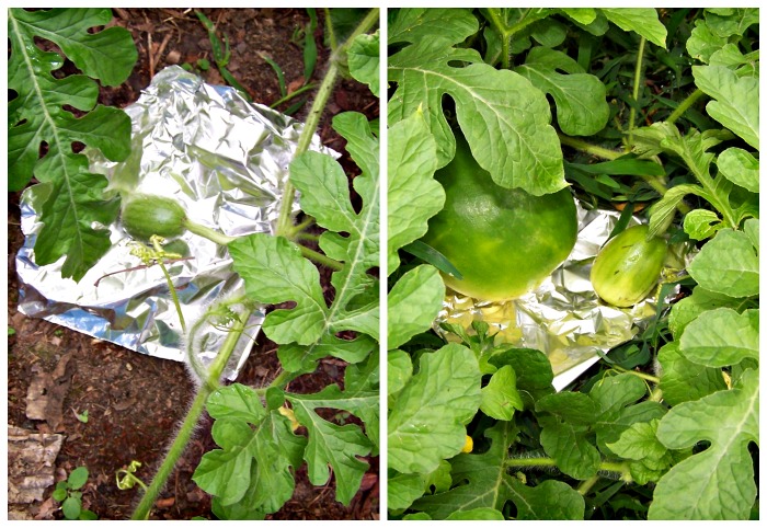 Aluminum foil under watermelons in a collage.