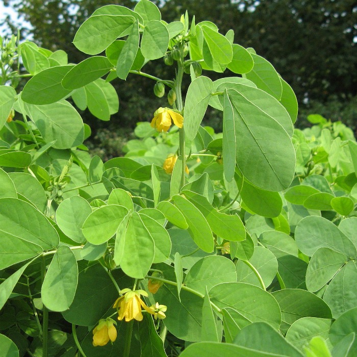 Controlling Sicklepod Weed – How to Get Rid of Cassia Senna Obtusifolia