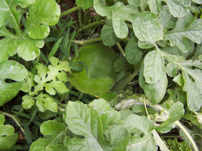 Small fruit developing