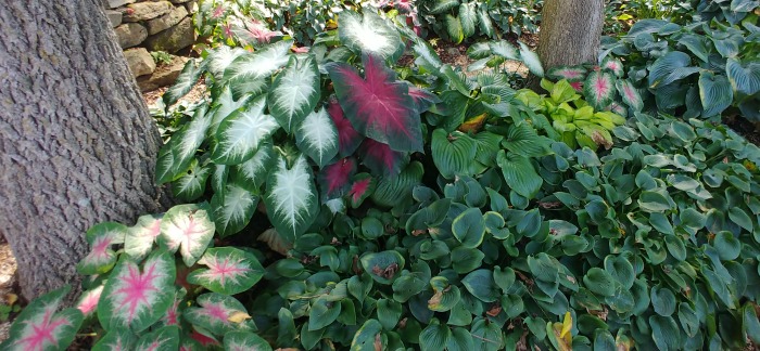 caladiums and hostas in Springfield Botanical Gardens.