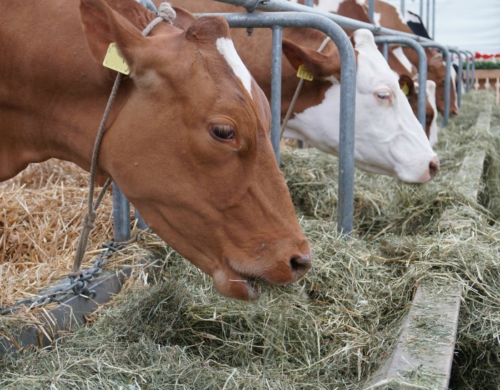sicklepos can contaminate cattle feed