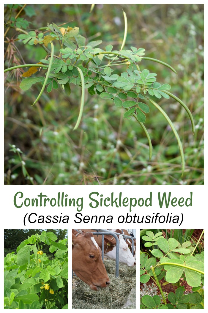 controlling sicklepod