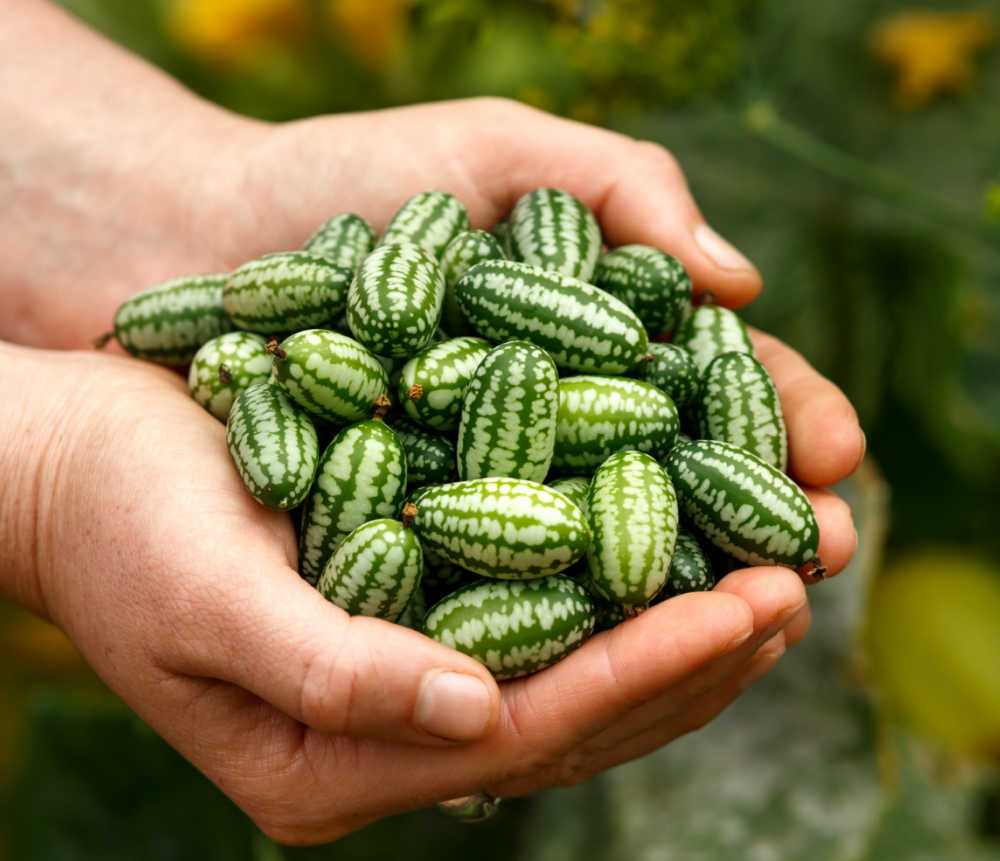 Hands holding cucamelons.