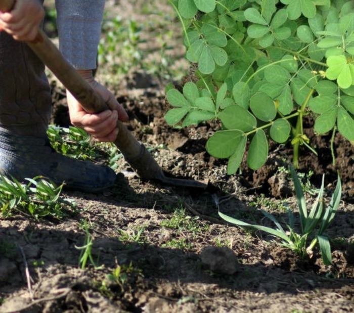 Digging sicklepod