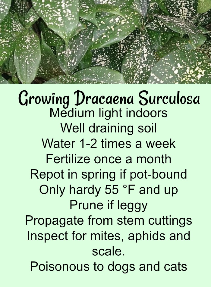 Dracaema Surculosa Care card