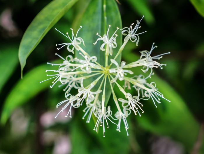 Dracaena surculosa flowers
