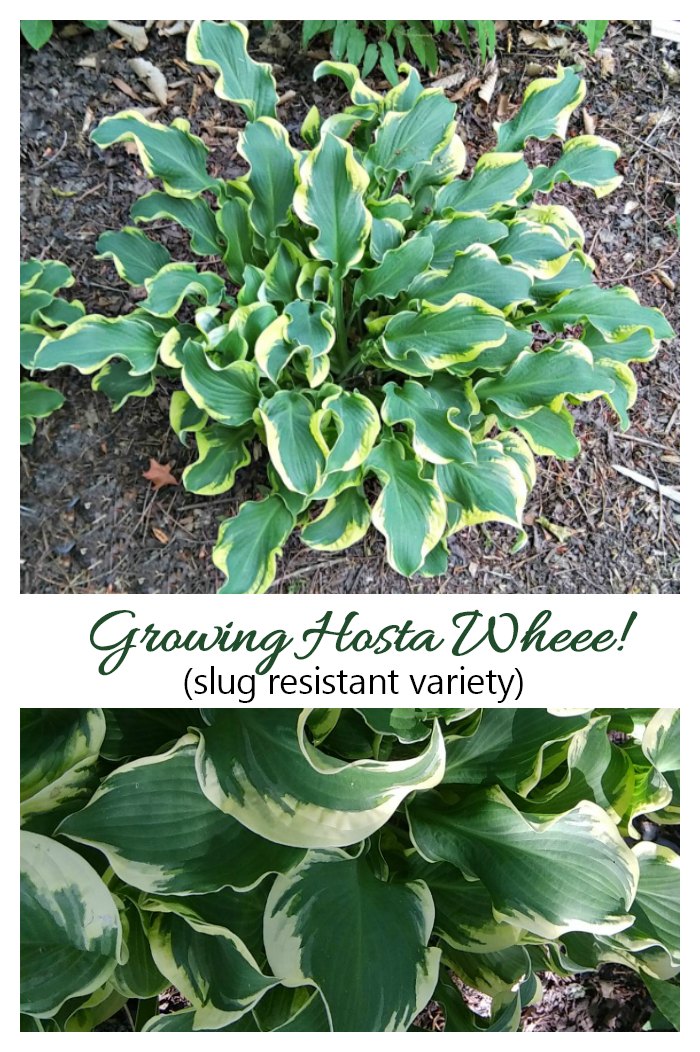 Growing hosta wheee!