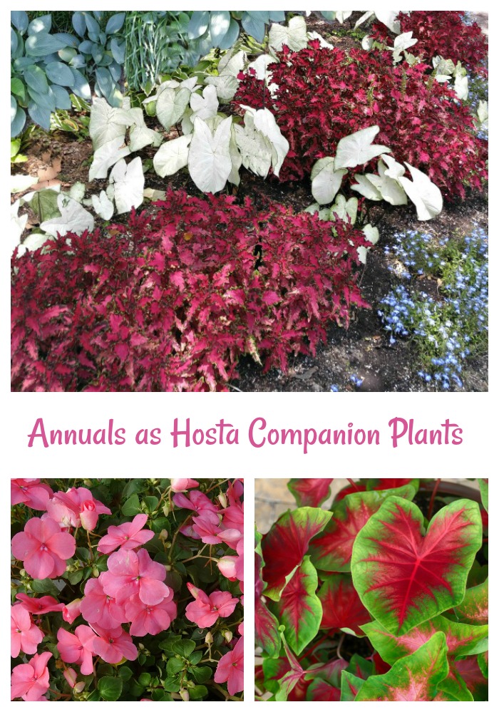 Annual plants and hostas as companions