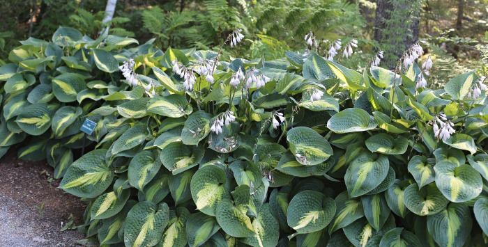 Hosta plants in flower