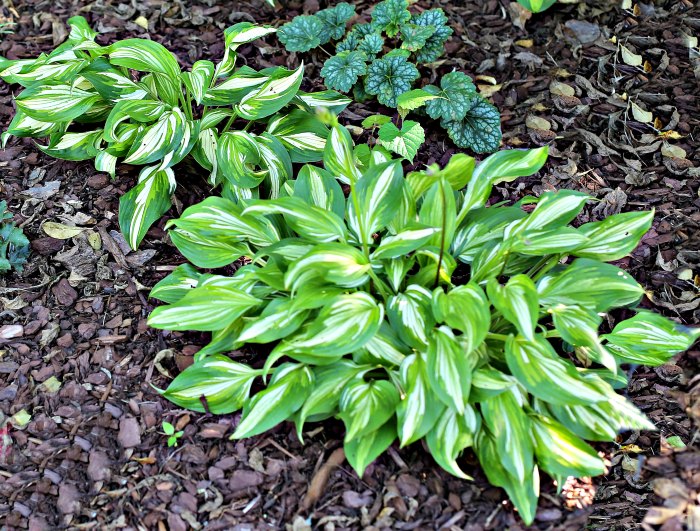 Hosta undulata plants