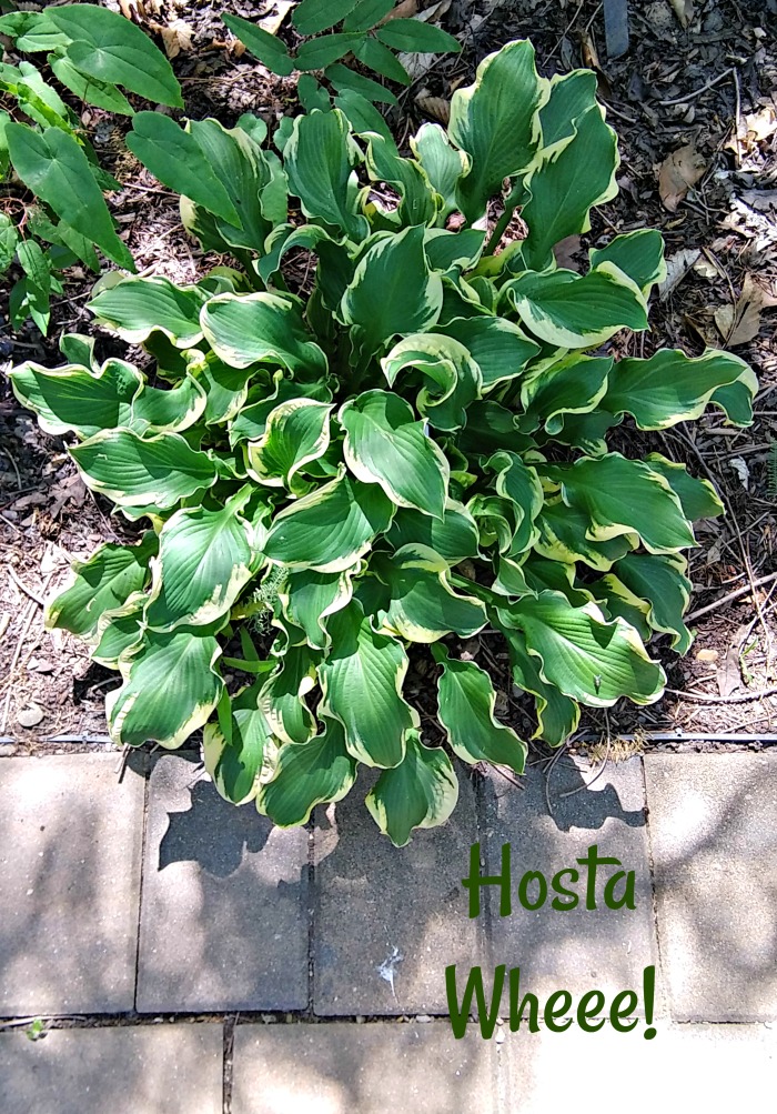Hosta Wheee! Slug resistant hosta