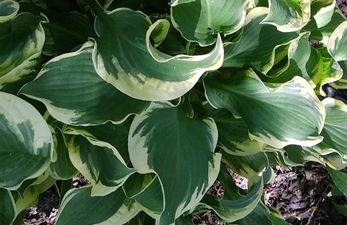 variegated hosta with ruffled leaves