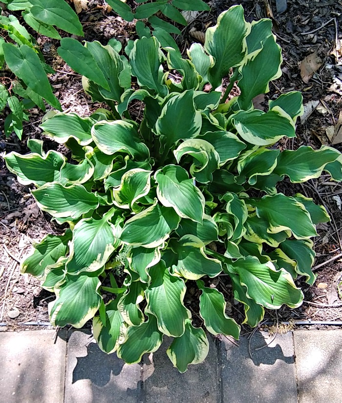 variegated hosta plant