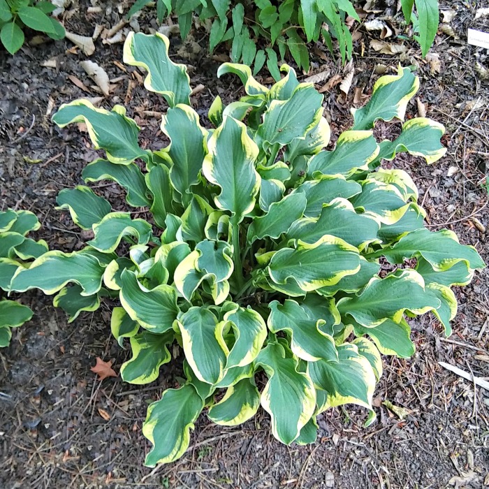 Hosta Wheee! – Variegated Slug Resistant Hosta Plant