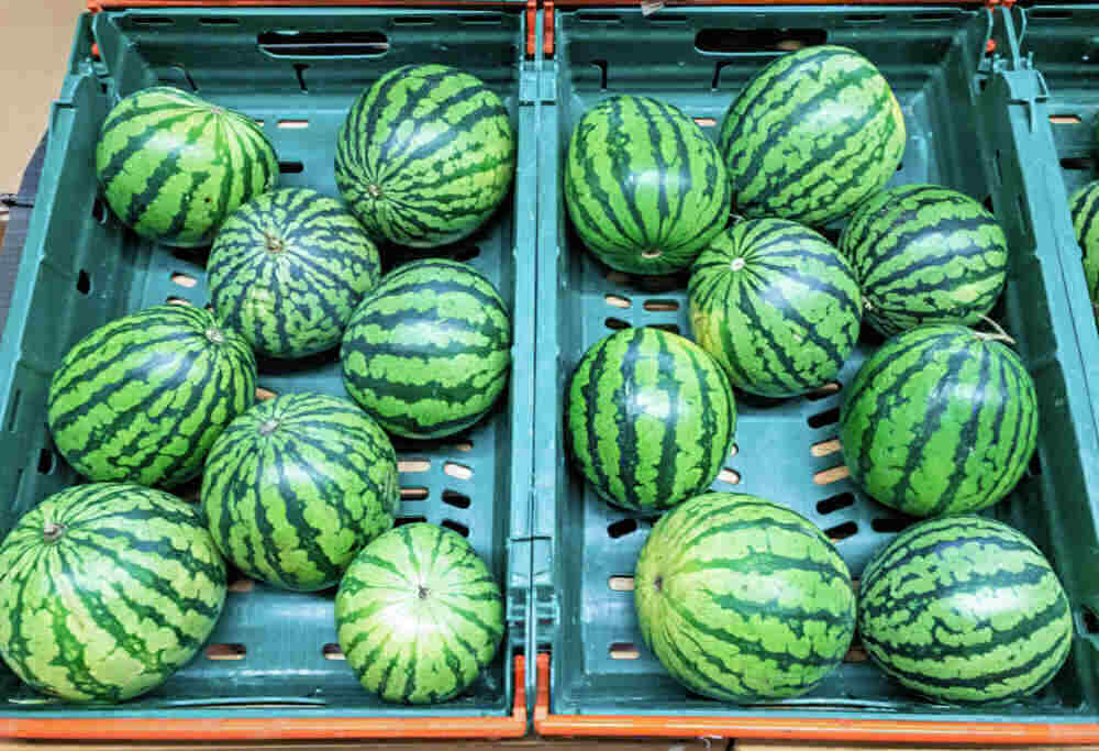 Miniature watermelons in crates.