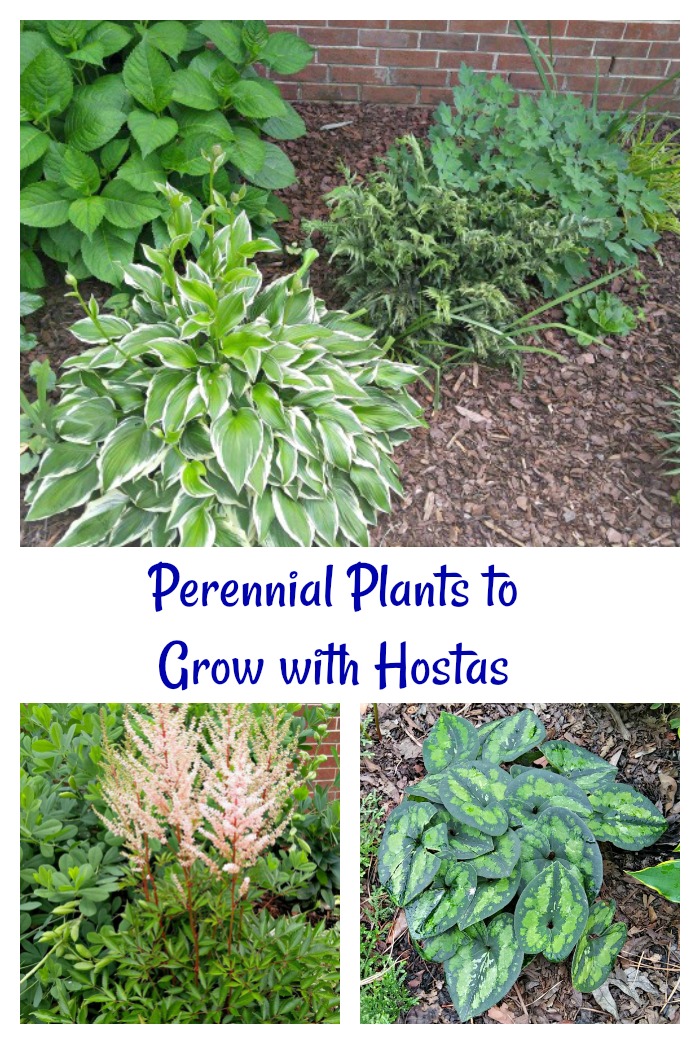Perennial plants to grow with hosta