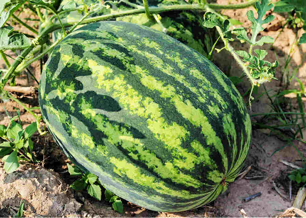 Large picnic watermelon.