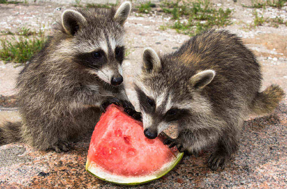 Two baby raccoons with a watermelon.