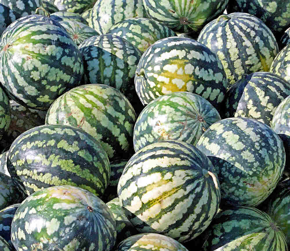 Round ice box watermelon.
