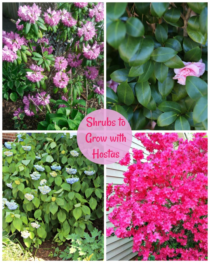 Shrubs to grow with Hostas