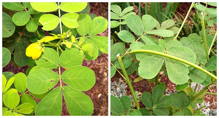 Sicklepod flowers and leaves