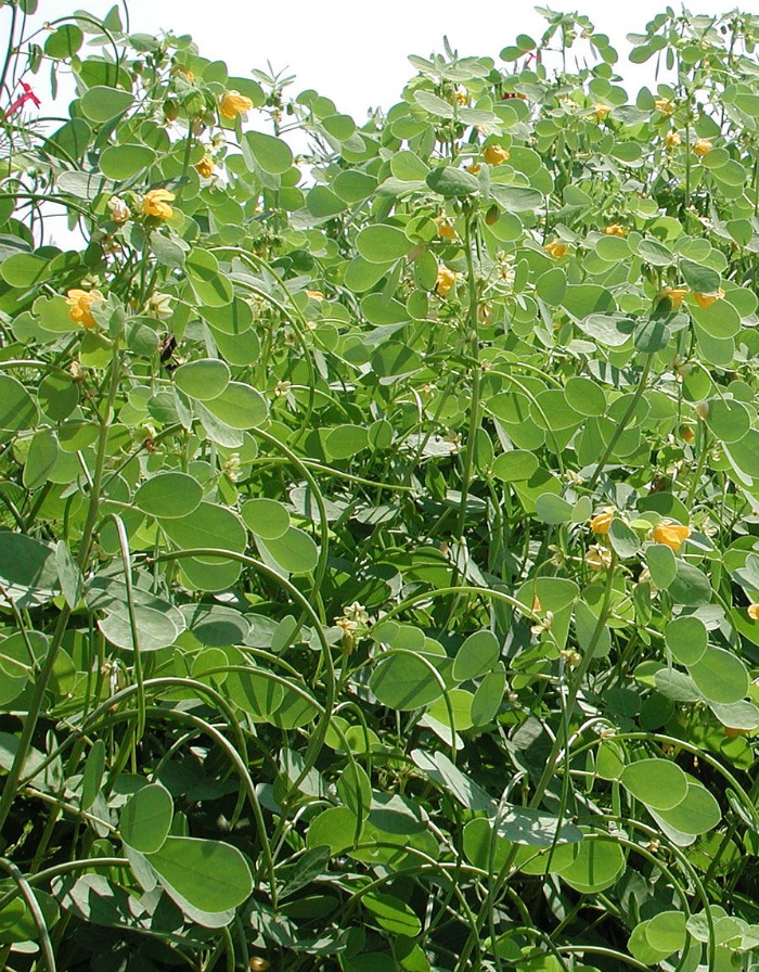 Sicklepod weed is a common problem for livestock producers