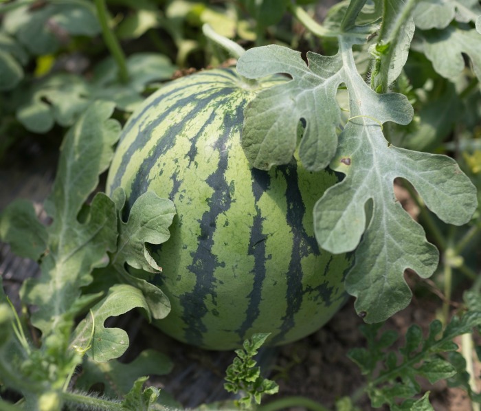 small watermelon plant