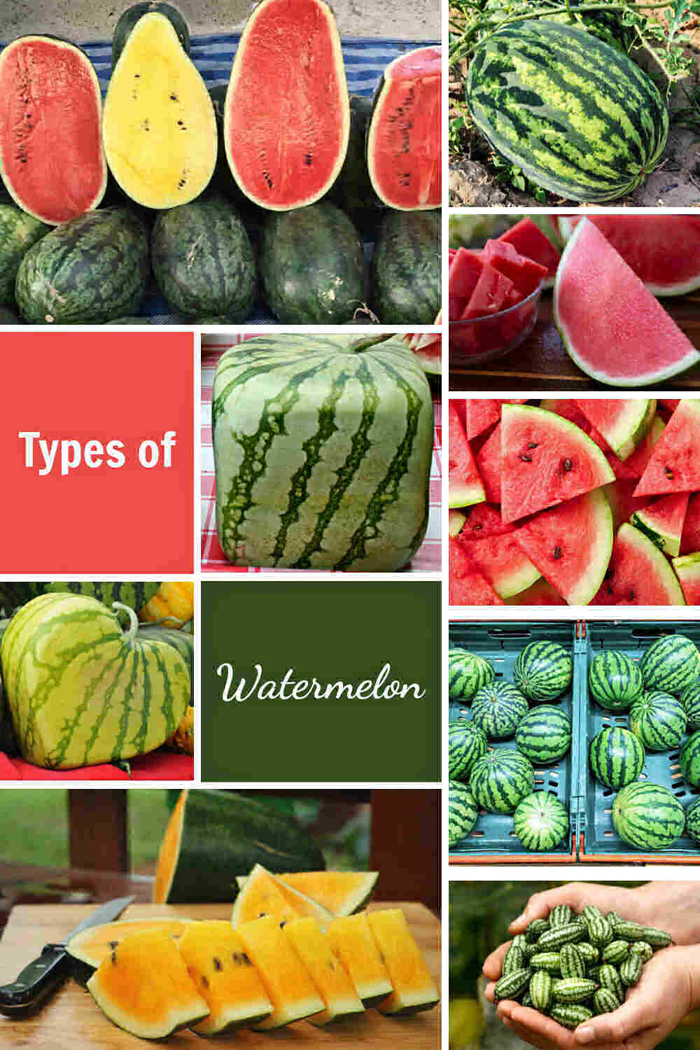 Collage with varieties of watermelons and words Types of Watermelon.