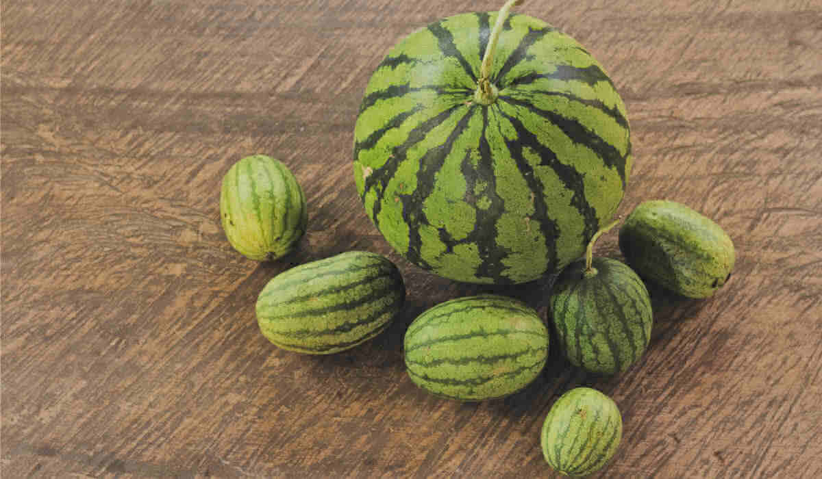 Different types of watermelon on a wooden floor.